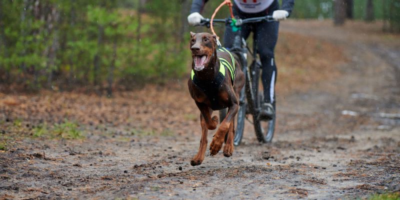 Bikejoring with Multiple Dogs: Ultimate Training Tips