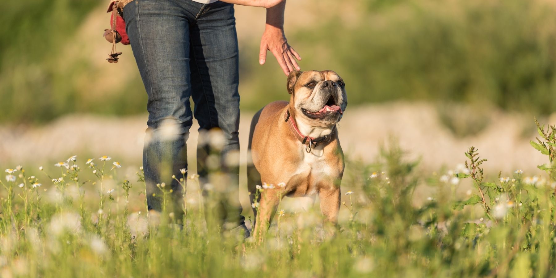 Expert Tips on Socializing Your Deaf Dog with Others